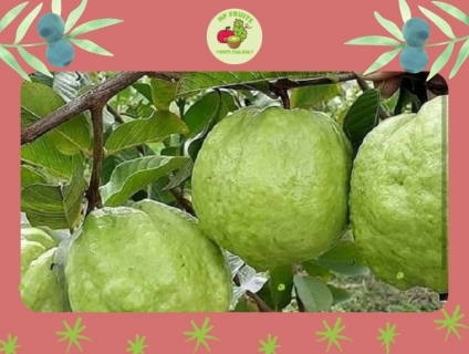 Ổi Ruby ruột đỏ không hạt nhập khẩu giá rẻ 2021