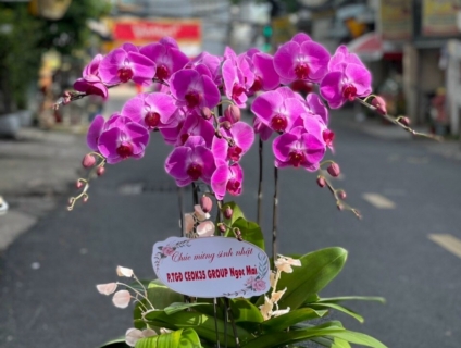 Shop Hoa Lan 247 Sài Gòn cung cấp lan hồ điệp chất lượng 0934013738