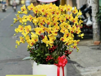 Shop hoa tươi lan hồ điệp 247 tại Dĩ An Bình Dương