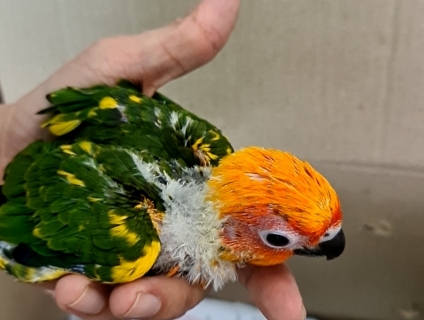 Cần bán vẹt sun conrue baby
