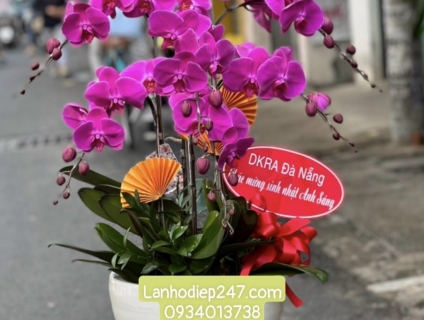 Shop hoa tươi Lan Hồ Điệp tại Thuận An Bình Dương 0934013738