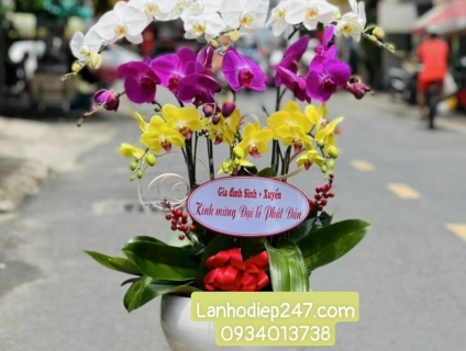 Shop hoa tươi lan hồ điệp 247 tại Thủ Dầu Một Bình Dương 0934013738