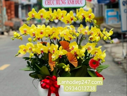 Shop hoa tươi Lan Hồ Điệp 247 tại Bà Rịa Vũng Tàu 0934013738