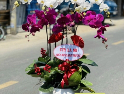 Shop hoa tươi Lan Hồ Điệp 247 tại Tân An Long An