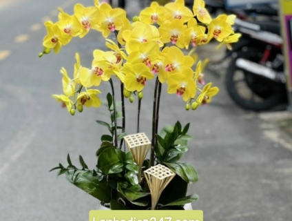 Shop hoa tươi Lan Hồ Điệp 247 tại Đức Hòa Long An 0934013738