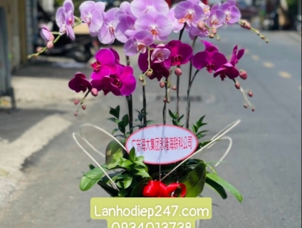 Shop hoa tươi lan hồ điệp 247 tại Nha Trang 0934013738