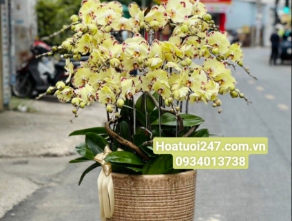 Shop hoa tươi Lan Hồ Điệp 247 tại Hà Nội 0934013738