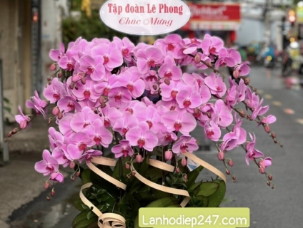 Shop hoa tươi lan hồ điệp 247 tại Đà Nẵng 0934013738