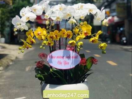 Shop hoa tươi Lan Hồ Điệp 247 tại Phú Nhuận 0934013738