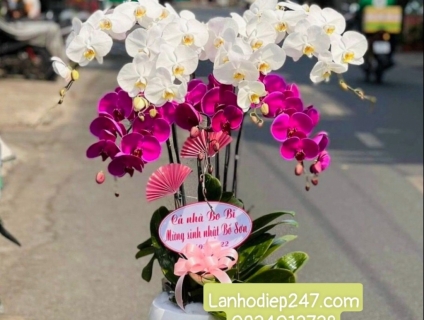 Shop hoa tươi 247 chuyên cung cấp lan hồ điệp tại tphcm 0934013738