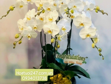 Shop Lan Hồ Điệp Sài Gòn 247 điện hoa uy tín toàn quốc 0934013738