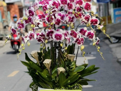 Chuyên phân phối Lan Hồ Điệp cao cấp chất lượng Sài Gòn 0934013738