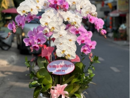 Vườn hoa tươi Lan Hồ Điệp 247 ấn tượng giữa lòng Sài Gòn