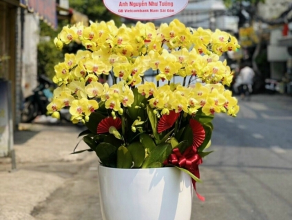 Bạn tìm mua Lan Hồ Điệp ở đâu đẹp? Hãy đến với Hoa Lan 247 Sài Gòn nhé