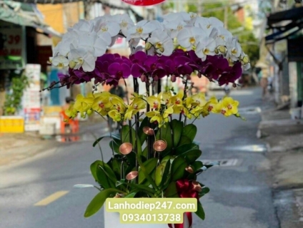 Vườn Lan Sài Gòn 247 chuyên cung cấp Lan Hồ Điệp nè các bạn