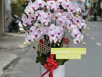 Đại chỉ bán Lan Hồ Điệp số 1 Sài Gòn đây mọi người ơi mọi người ơi!