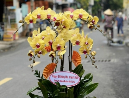 Muốn mua Lan Hồ Điệp thì đến nhanh Shop Hoa Lan 247 Sài Gòn