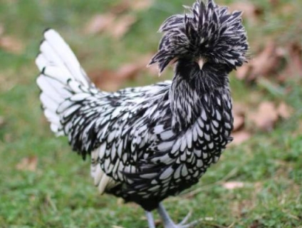 Tìm hiểu về giống gà vàng Ba Lan