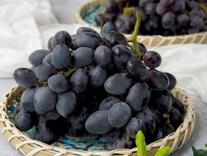 NHO ĐEN KHÔNG HẠT ÚC