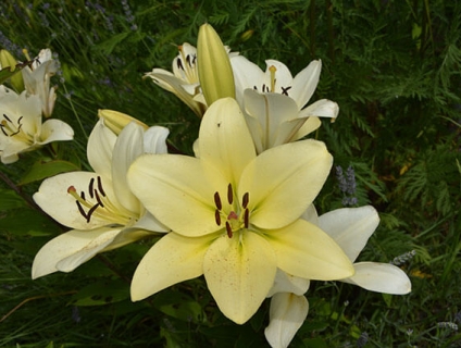 Ý nghĩa của loài hoa ly và A-Z những điều bạn cần biết