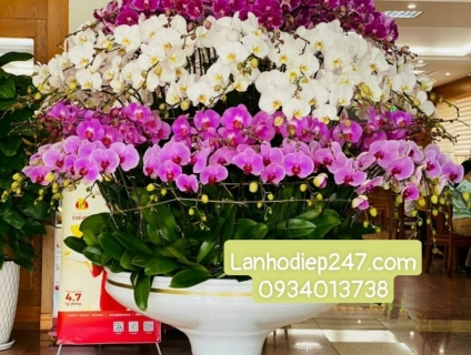 Những chậu LAN HỒ ĐIỆP siêu sang trọng đáng trưng bày văn phòng