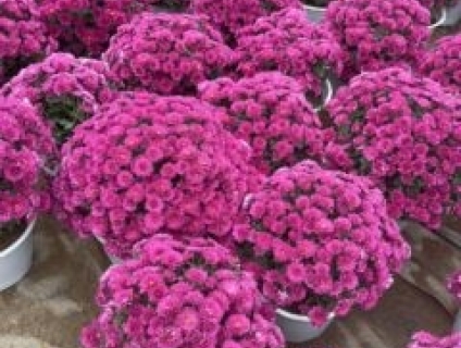 Cúc mâm xôi hàn quốc - cây giống hoa