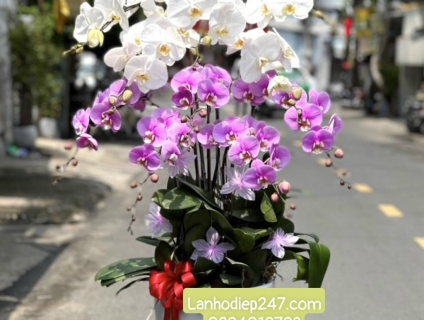 Ý nghĩa về LAN HỒ ĐIỆP TÍM, tìm mua LAN HỒ ĐIỆP ĐẸP tại Sài Gòn