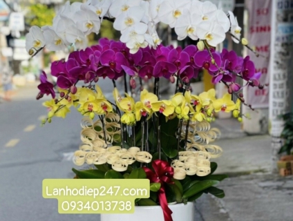 LAN HÔ ĐIỆP CAM món quà ý nghĩa hiếm có dành cho đối tác chiến lược