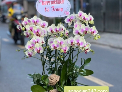 Săn lùng LAN HỒ ĐIỆP XANH, hàng hiếm tại SHOP HOA LAN 247 SÀI GÒN