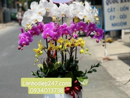 Tìm hiểu về LAN HỒ ĐIỆP TRẮNG, quà tặng ý nghĩa tặng mừng thọ