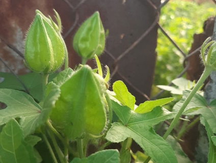 Trồng sâm bố chính , kỹ thuật trồng sâm bố chính