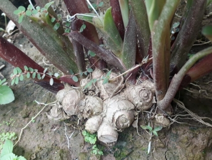 bán củ ngải đen , bán cây ngải đen