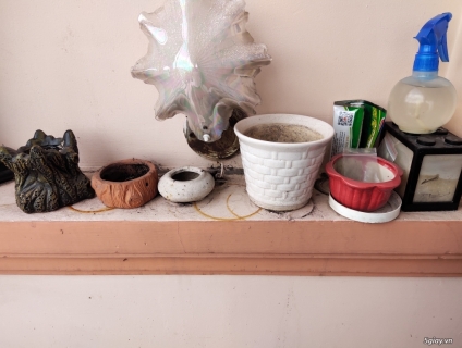 Chậu cây các loại thanh lý cập nhật liên tục