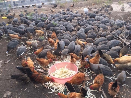 Gà Sao Cần Thơ