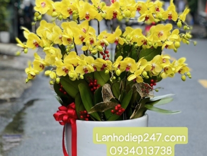 Chọn mua LAN HỒ ĐIỆP CAO CẤP tặng khai trương tại VƯỜN LAN 247 SÀI GÒN