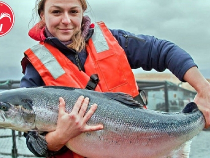 Cá Hồi Nhập Khẩu Nauy – Mua Cá Hồi Nhập Khẩu Giá Tốt