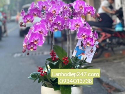 ĐIỆN HOA SÀI GÒN 247 chuyên LAN HỒ ĐIỆP CHẤT LƯỢNG UY TÍN HÀNG ĐẦU