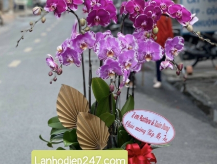 HOA LAN 247 SÀI GÒN chuyên cung cấp LAN HỒ ĐIỆP cao cấp tại TPHCM