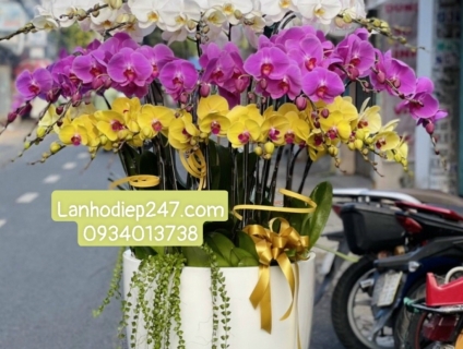 Tìm mua LAN HỒ ĐIỆP cao cấp tại Sài Gòn, đến với HOA TƯƠI 247