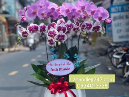 Hoa Tươi Sài Gòn 247 chuyên cung cấp Lan Hồ Điệp dịch vụ điện hoa 247