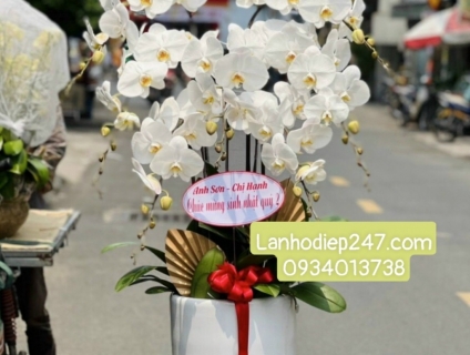 Bộ sưu tập LAN HỒ ĐIỆP cao cấp tại SHOP HOA LAN HỒ ĐIỆP SÀI GÒN 247