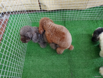 Phối chó poodle nâu đỏ, phối chó poodle bò sữa
