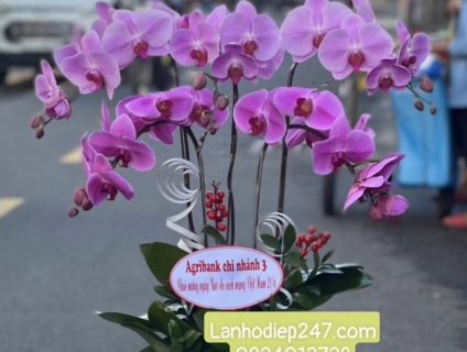 Điện Hoa Sài Gòn 247 Chuyên Cung Cấp Lan Hồ Điệp Cao Cấp Hàng Đầu