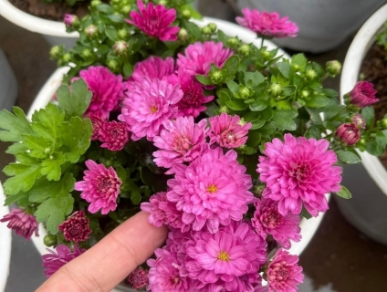 cúc mâm xôi hàn quốc