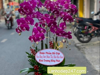 Bạn muốn mua LAN HỒ ĐIỆP tặng người thân, chọn hoa vip tại hoatuoi247