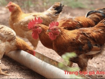 Trang trại Amarillo chuyên cung cấp thịt gà hữu cơ số lượng lớn