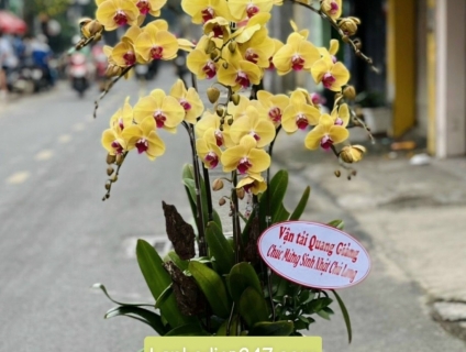 SHOP HOA TƯƠI TPHCM 247 chuyên cung cấp LAN HỒ ĐIỆP CAO CẤP SÀI GÒN