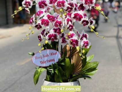 VƯỜN LAN SÀI GÒN 247 chuyên LAN HỒ ĐIỆP CAO CẤP 0934013738