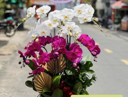 Chọn chậu LAN HỒ ĐIỆP khai trương phát tài tại Hoa Lan 247 Sài Gòn