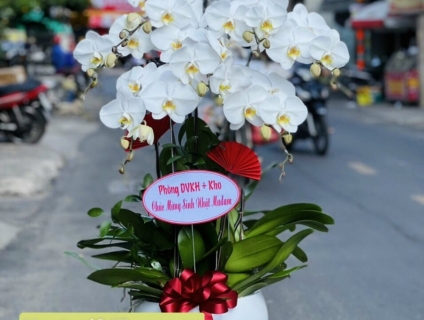 Dịch Vụ Điện Hoa 247 Sài Gòn chuyên LAN HỒ ĐIỆP chất lượng hàng đầu